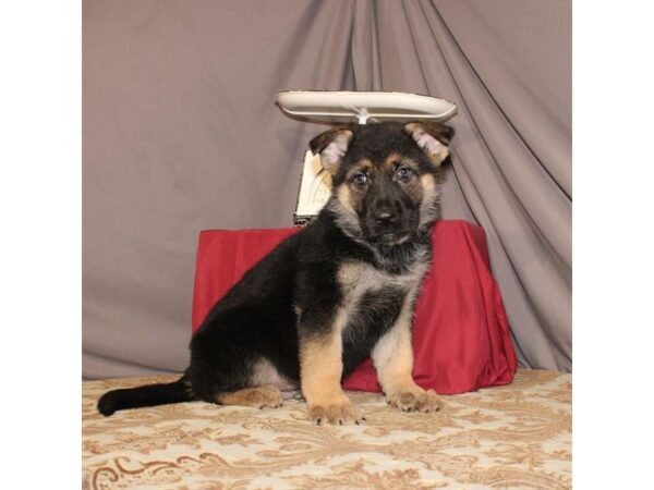 German Shepherd Dog-DOG-Male-Black / Tan-21564-Petland Scottsdale, Arizona