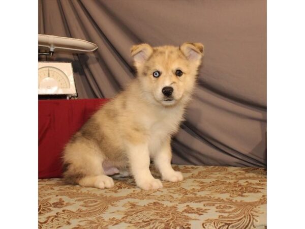 Australian Shepherd/Siberian Husky-DOG-Male-Red Merle-21565-Petland Scottsdale, Arizona