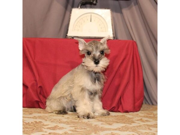 Miniature Schnauzer-DOG-Male-Salt / Pepper-21558-Petland Scottsdale, Arizona