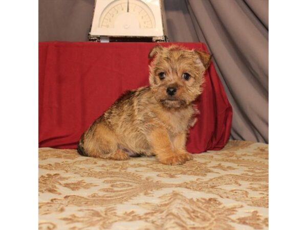 Cairn Terrier-DOG-Male-Wheaten-21554-Petland Scottsdale, Arizona