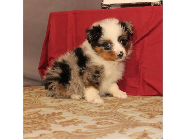 Australian Shepherd-DOG-Female-Blue Merle-21552-Petland Scottsdale, Arizona