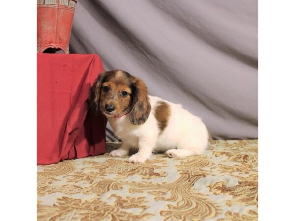 Dachshund-DOG-Male-Red-21555-Petland Scottsdale, Arizona