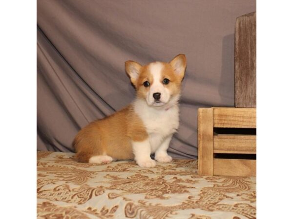 Pembroke Welsh Corgi-DOG-Female-Red-21559-Petland Scottsdale, Arizona
