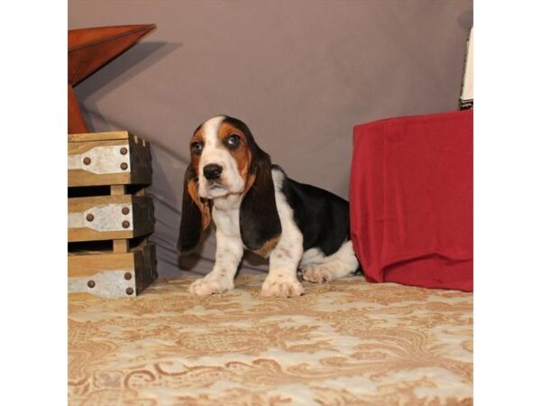 Basset Hound-DOG-Female-Black / Tan-21553-Petland Scottsdale, Arizona