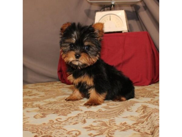 Yorkshire Terrier-DOG-Male-Black / Tan-21562-Petland Scottsdale, Arizona