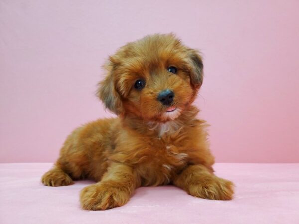 Miniature Australian Shepherd/Poodle-DOG-Female-Red-21568-Petland Scottsdale, Arizona
