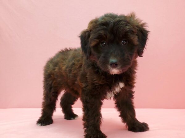 Miniature Australian Shepherd/Poodle-DOG-Male-Brown-21567-Petland Scottsdale, Arizona
