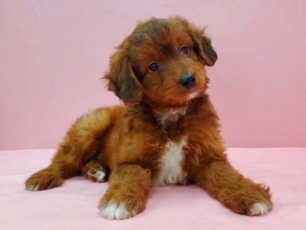 Miniature Australian Shepherd/Poodle-DOG-Male-Red-21566-Petland Scottsdale, Arizona