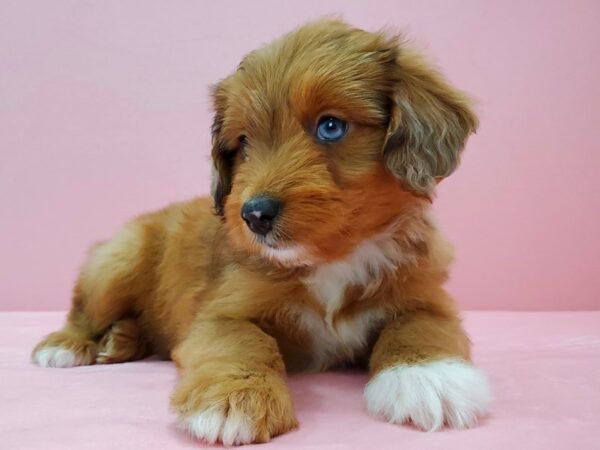 Miniature Australian Shepherd/Poodle-DOG-Female-Red-21569-Petland Scottsdale, Arizona