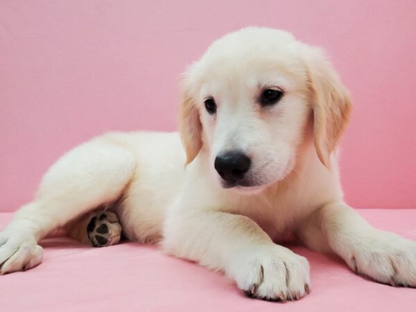 Golden Retriever-DOG-Male-Golden-21570-Petland Scottsdale, Arizona