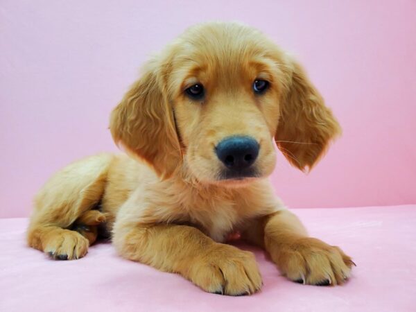 Golden Retriever-DOG-Female-Golden-21571-Petland Scottsdale, Arizona