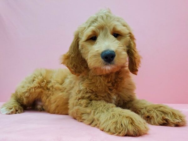 F1B Goldendoodle-DOG-Male-Golden-21573-Petland Scottsdale, Arizona