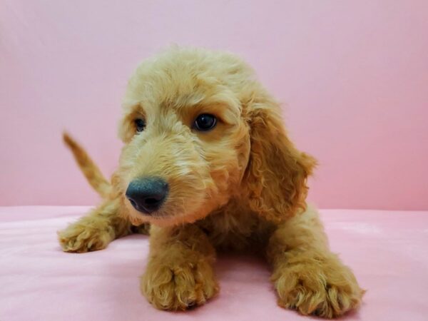 F1B Goldendoodle-DOG-Male-Golden-21574-Petland Scottsdale, Arizona