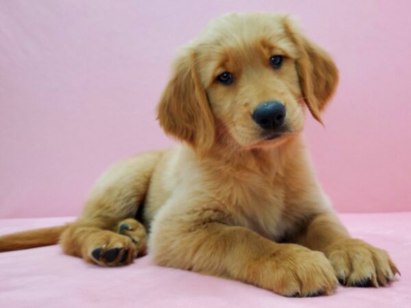 Golden Retriever-DOG-Female-Golden-21572-Petland Scottsdale, Arizona