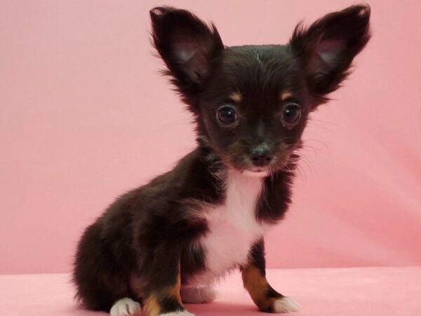Chihuahua-DOG-Female-Black and Tan-21592-Petland Scottsdale, Arizona
