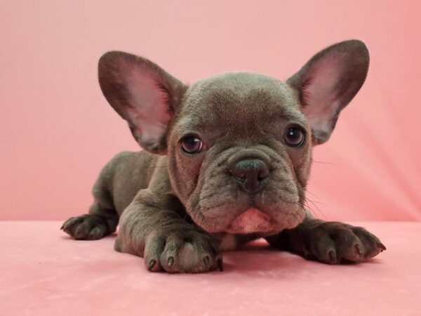 French Bulldog-DOG-Male-Blue-21593-Petland Scottsdale, Arizona