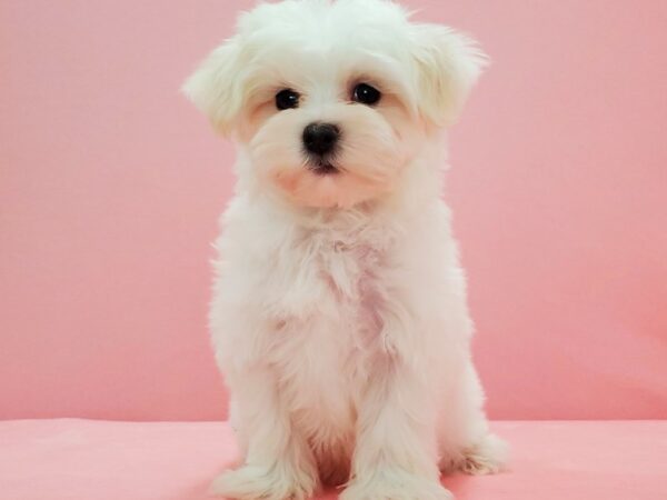 Maltese-DOG-Male-White-21582-Petland Scottsdale, Arizona