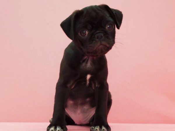 Pug-DOG-Female-Black-21584-Petland Scottsdale, Arizona