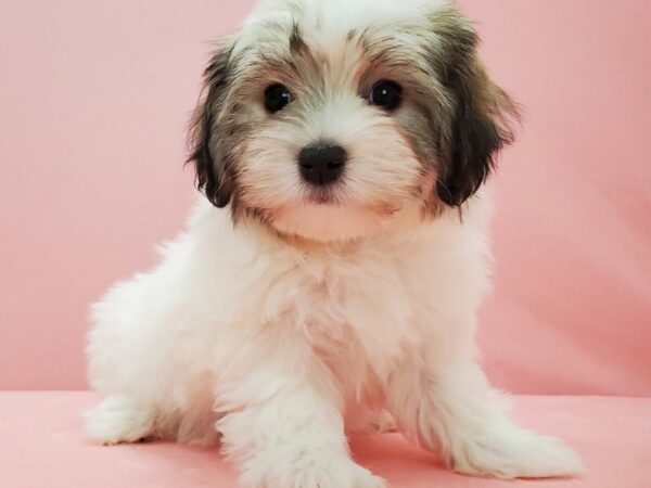 Havanese-DOG-Female-Gold Sable-21579-Petland Scottsdale, Arizona
