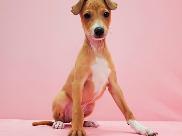 Italian Greyhound-DOG-Male-Fawn-21580-Petland Scottsdale, Arizona