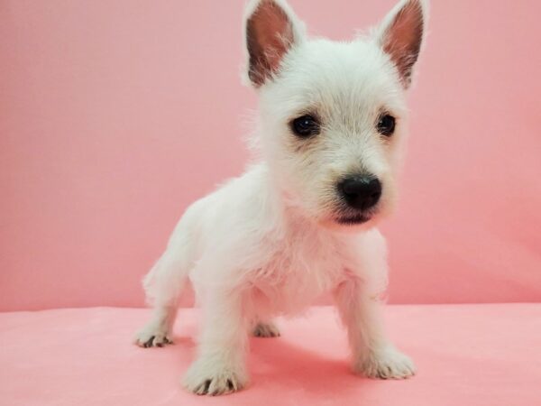 West Highland White Terrier-DOG-Female-White-21576-Petland Scottsdale, Arizona