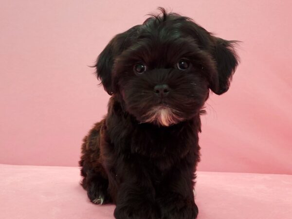 Bichon Frise/Shih Tzu-DOG-Female-Black-21578-Petland Scottsdale, Arizona