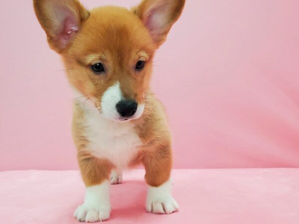 Pembroke Welsh Corgi-DOG-Male-Red-21583-Petland Scottsdale, Arizona