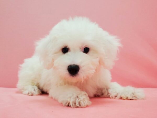 Bichon Frise-DOG-Female-White-21589-Petland Scottsdale, Arizona