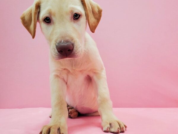 Labrador Retriever-DOG-Female-Yellow-21581-Petland Scottsdale, Arizona