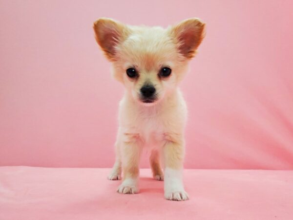 Chihuahua-DOG-Male-Cream-21591-Petland Scottsdale, Arizona