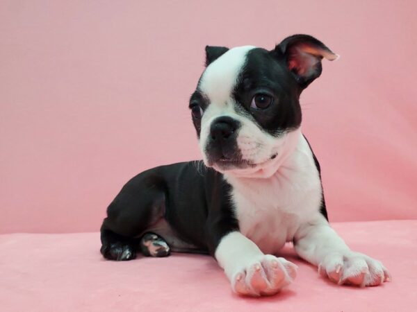 Boston Terrier-DOG-Female-Black-21590-Petland Scottsdale, Arizona