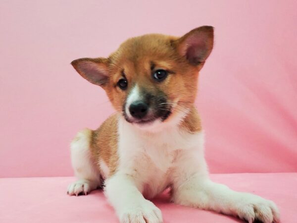 Shiba Inu-DOG-Female-Red and White-21587-Petland Scottsdale, Arizona