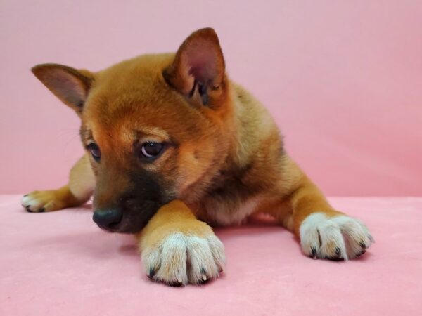 Shiba Inu-DOG-Female-Red Sesame-21588-Petland Scottsdale, Arizona