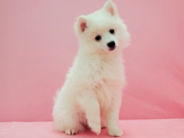 American Eskimo Dog-DOG-Female-White-21575-Petland Scottsdale, Arizona