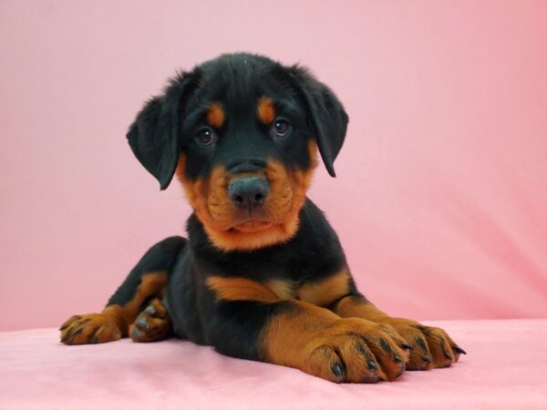 Rottweiler-DOG-Male-Black and Rust-21586-Petland Scottsdale, Arizona
