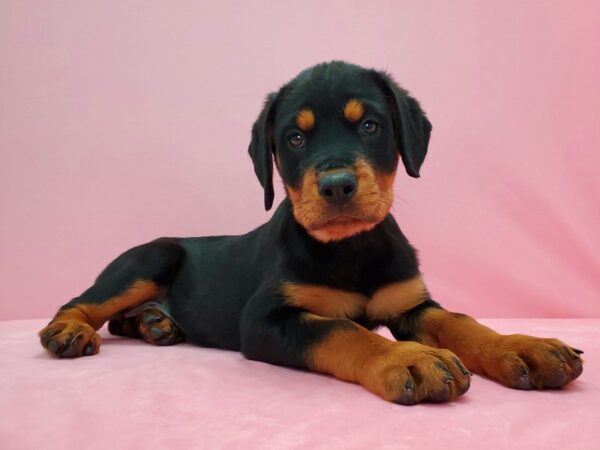 Rottweiler-DOG-Female-Black and Rust-21585-Petland Scottsdale, Arizona