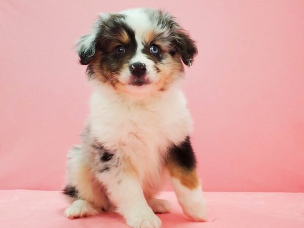 Miniature Australian Shepherd-DOG-Male-Blue Merle-21594-Petland Scottsdale, Arizona