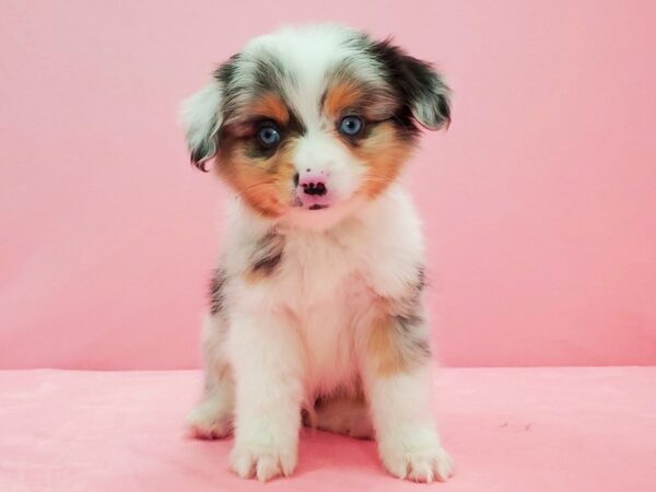 Miniature Australian Shepherd-DOG-Male-Blue Merle-21595-Petland Scottsdale, Arizona