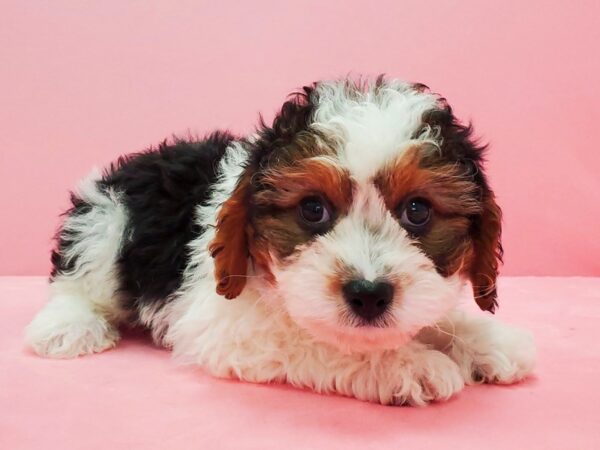 Cavalier King Charles Spaniel/Poodle-DOG-Male-White Black / Tan-21600-Petland Scottsdale, Arizona