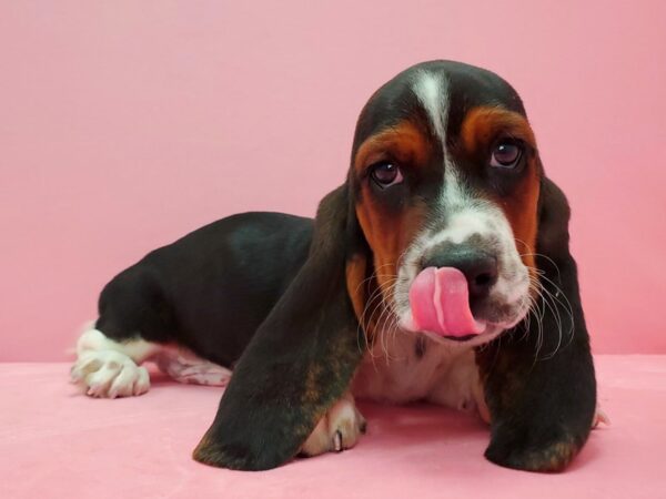 Basset Hound-DOG-Male-Black White / Tan-21596-Petland Scottsdale, Arizona