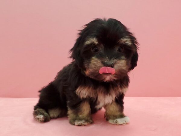 Havanese-DOG-Female-Black / Tan-21597-Petland Scottsdale, Arizona