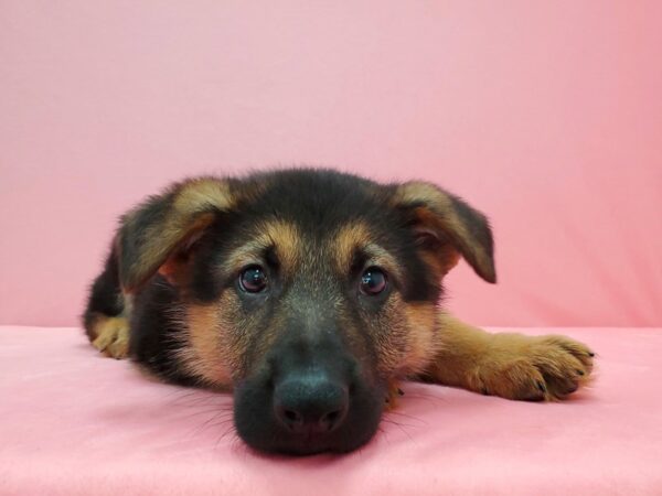 German Shepherd Dog-DOG-Male-Black / Tan-21602-Petland Scottsdale, Arizona