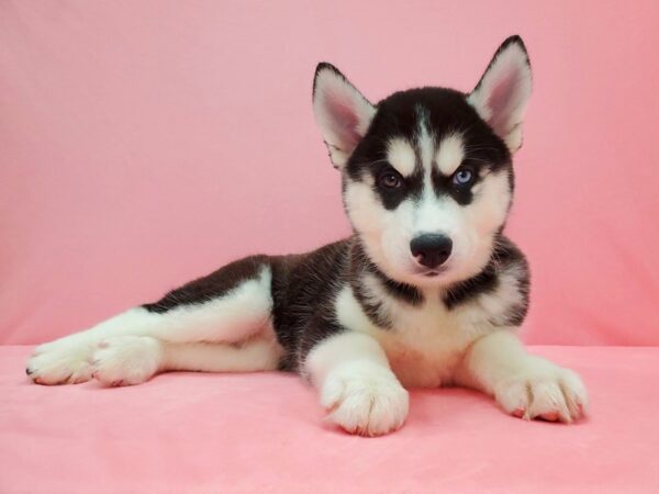 Siberian Husky-DOG-Female-Black / White-21598-Petland Scottsdale, Arizona