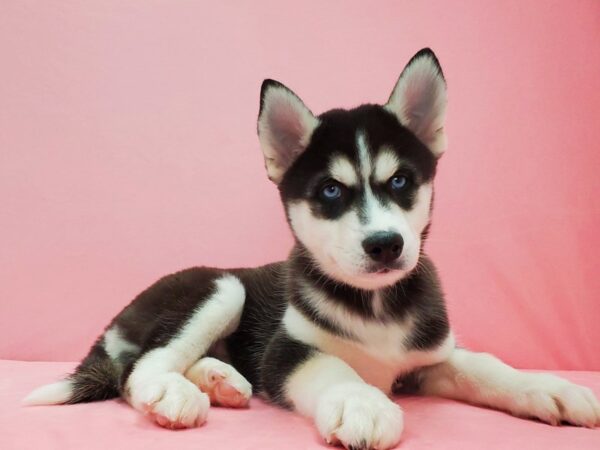 Siberian Husky-DOG-Female-Black / White-21599-Petland Scottsdale, Arizona