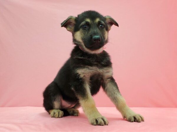 German Shepherd Dog-DOG-Female-Black / Tan-21601-Petland Scottsdale, Arizona