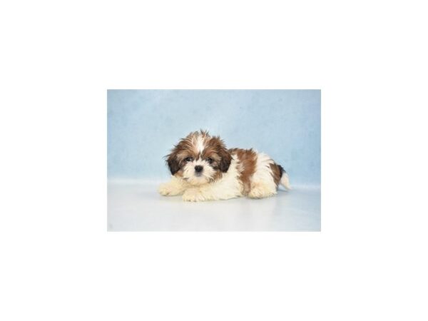 Shih Tzu-DOG-Male-Gold and White-21609-Petland Scottsdale, Arizona