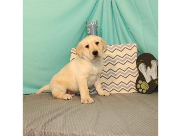 Labrador Retriever-DOG-Male-Yellow-21627-Petland Scottsdale, Arizona