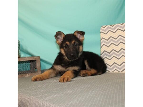 German Shepherd Dog-DOG-Female-Black / Tan-21629-Petland Scottsdale, Arizona
