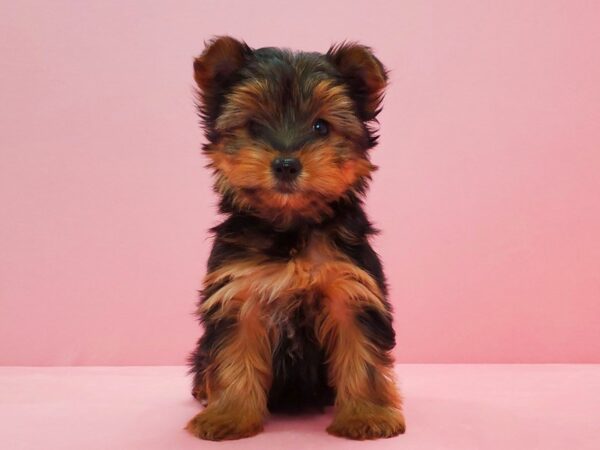 Yorkshire Terrier-DOG-Female-Black and Gold-21612-Petland Scottsdale, Arizona