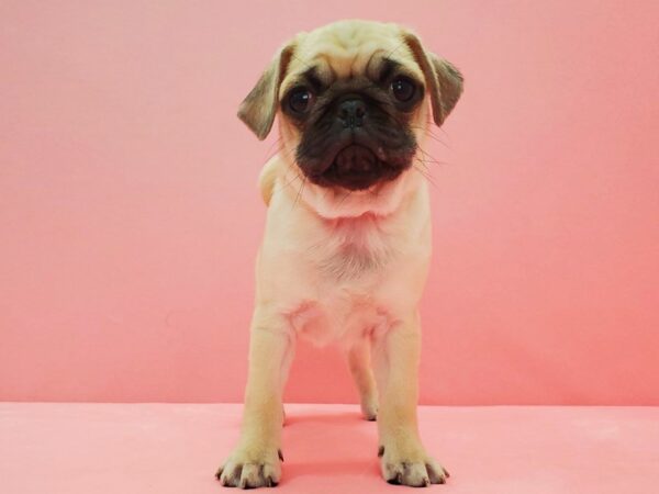 Pug-DOG-Female-Fawn-21608-Petland Scottsdale, Arizona